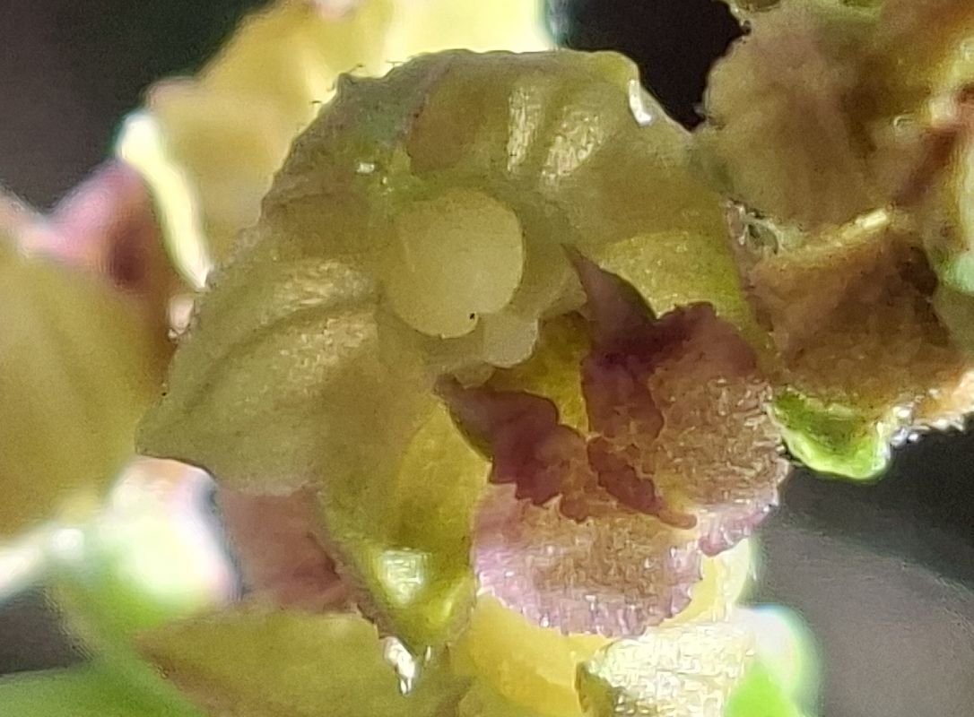 Epipactis atrorubens 