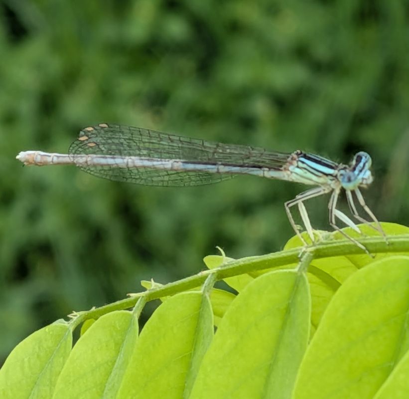 Platycnemis pennipes  - Andrea Verdelli