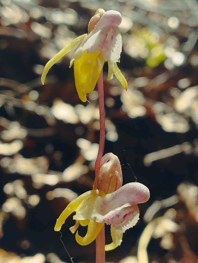 Epipogium aphyllum  - Gérard Joseph