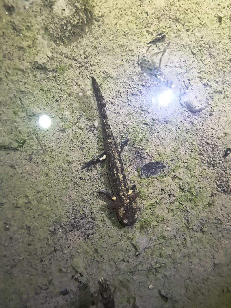 Salamandra pezzata  - Mirko Enea