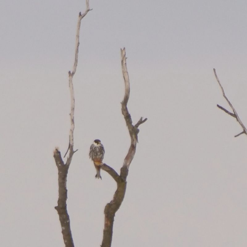 Eurasian Hobby  - Alessandro Ghiggi
