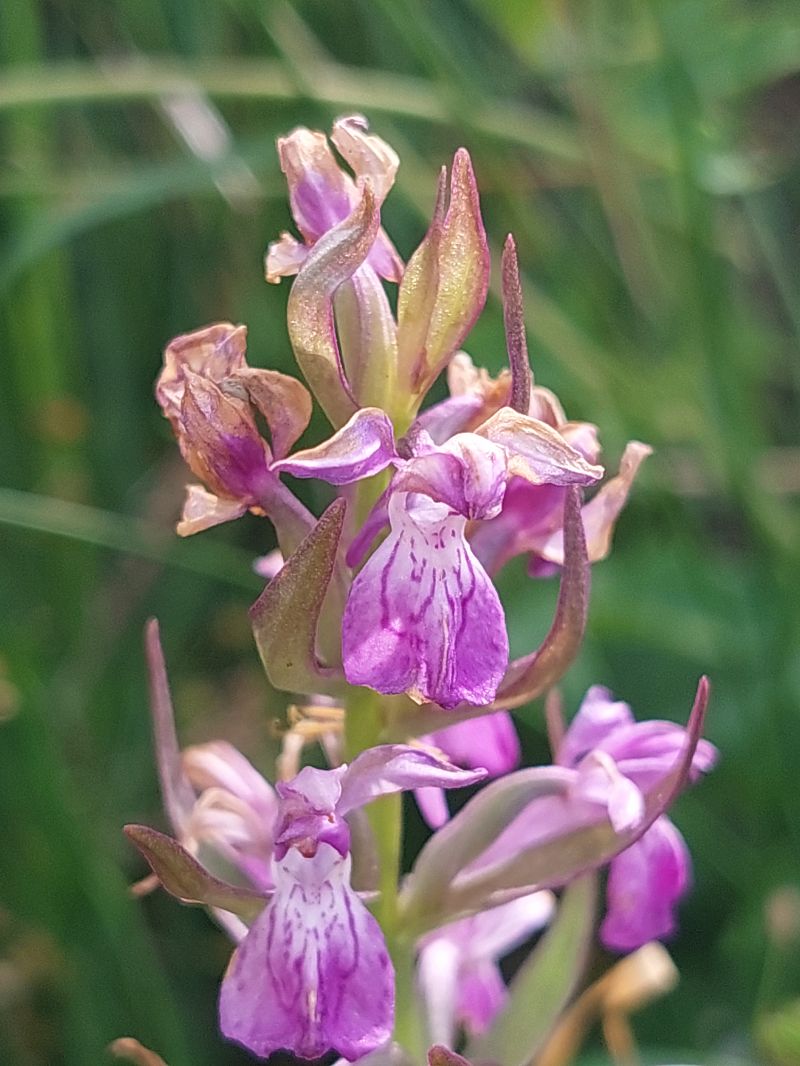 Dactylorhiza parvimajalis  - Bernard Sonnerat