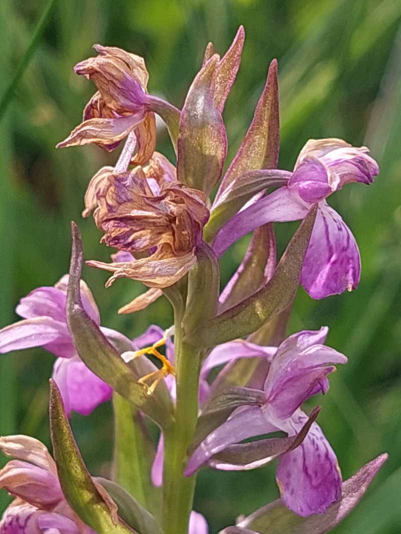 Dactylorhiza parvimajalis  - Bernard Sonnerat