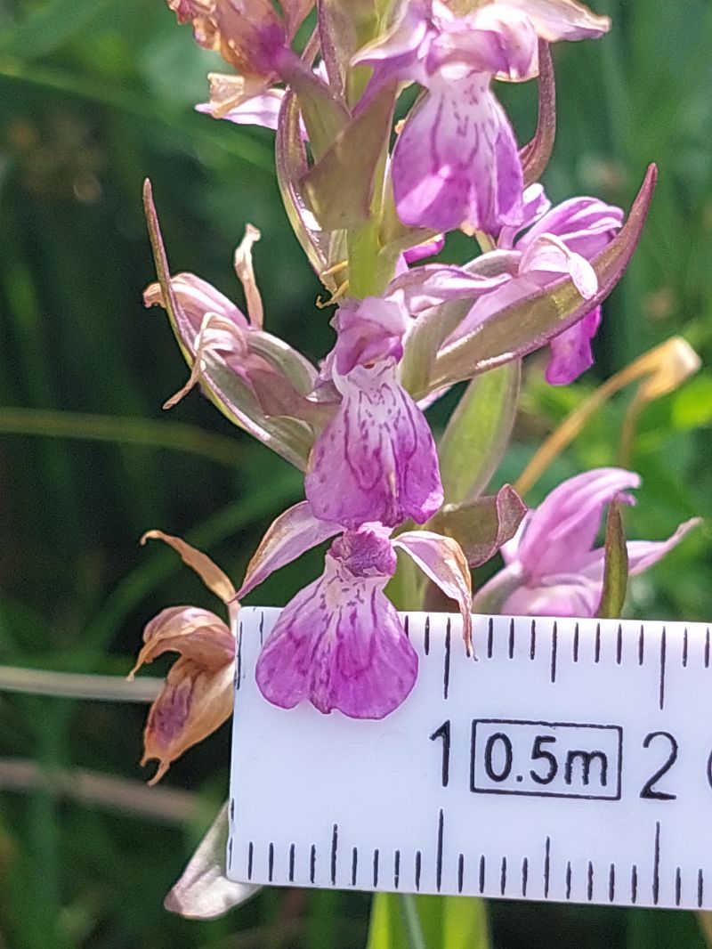 Dactylorhiza parvimajalis  - Bernard Sonnerat