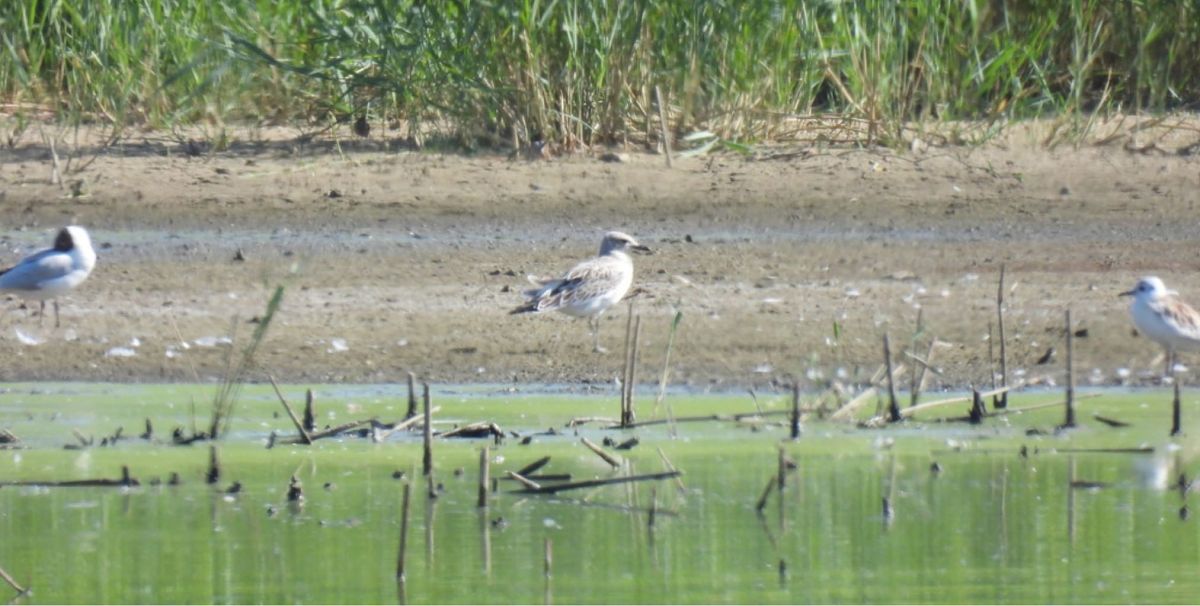 Mouette mélanocéphale  - Lukas Zangl