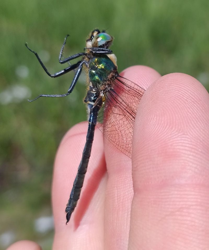Somatochlora alpestris  - Battisti Andrea