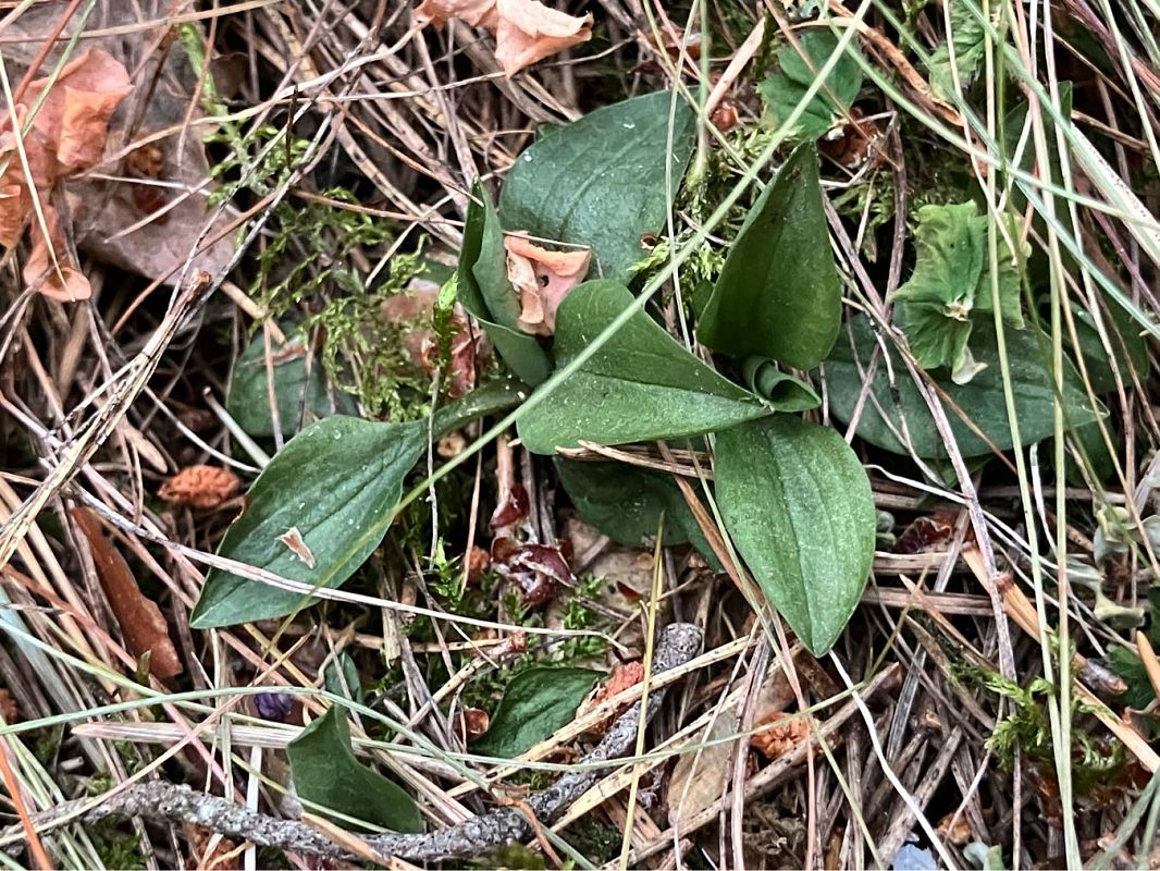 Goodyera repens  - Florent de Gasperis