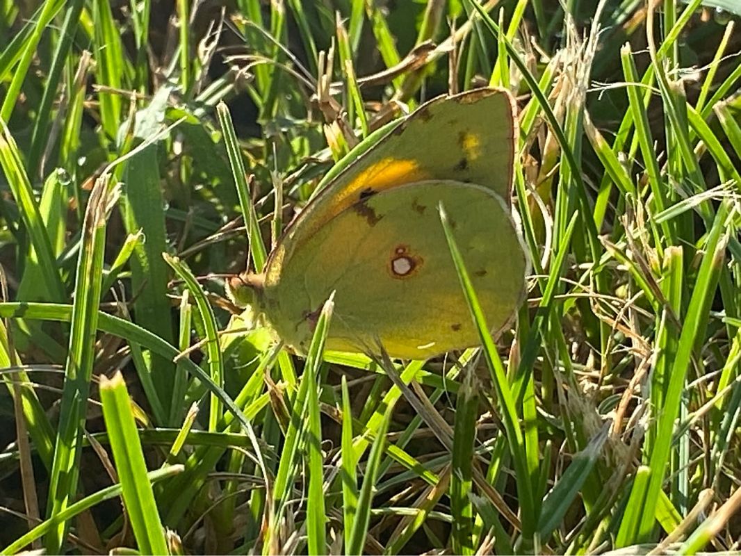 Colias crocea  - Maria Rita Gelso