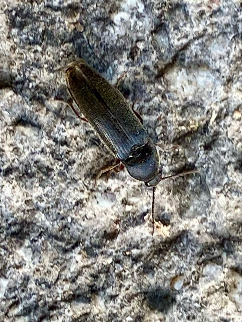 Melanotus punctolineatus  - Maria Rita Gelso