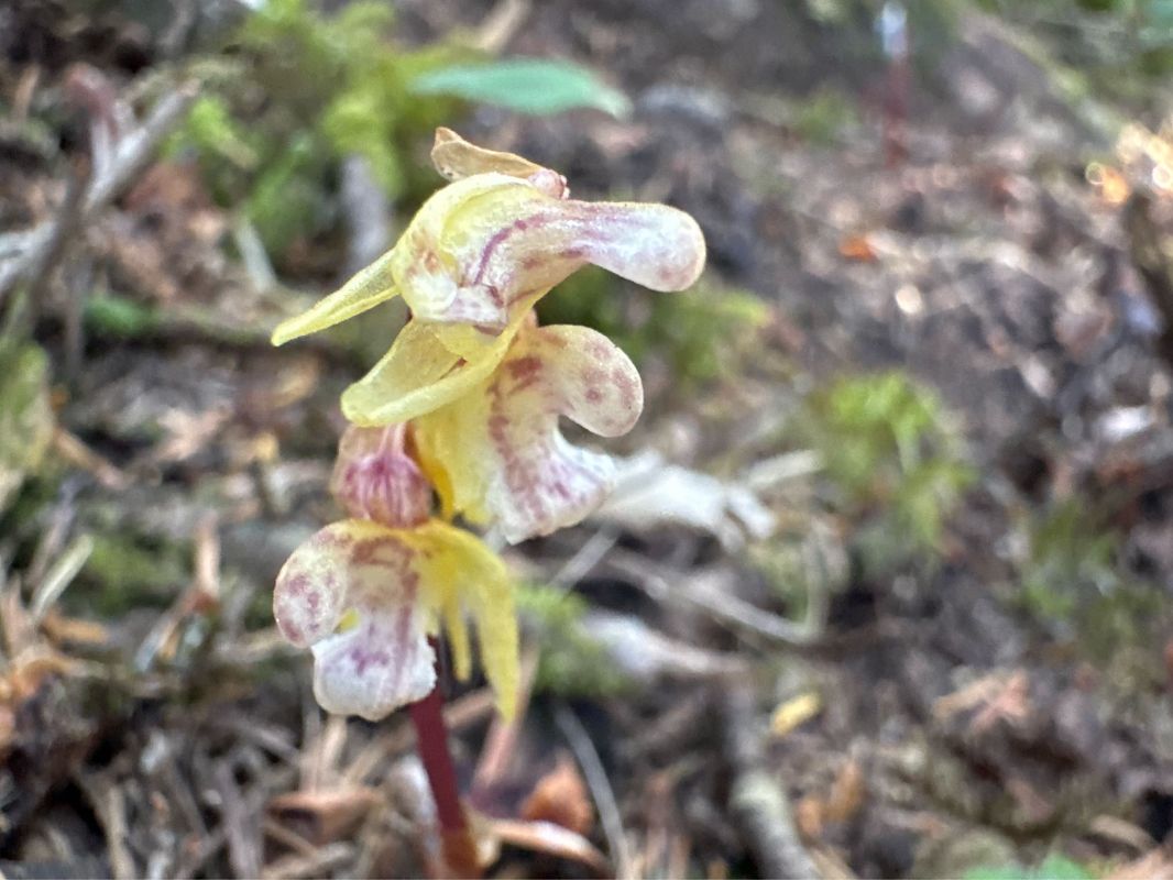 Epipogium aphyllum  - Philippe Lejamble