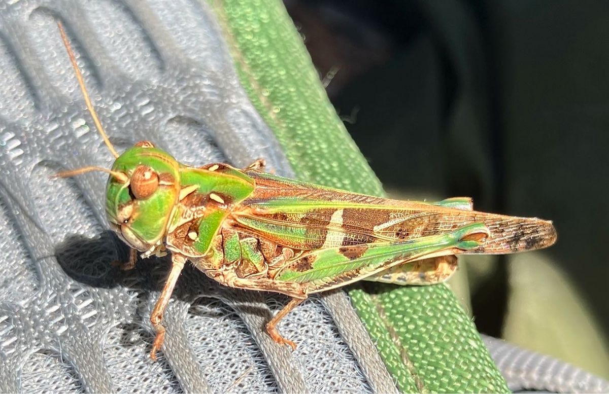 Oedaleus decorus  - Ivano Candon