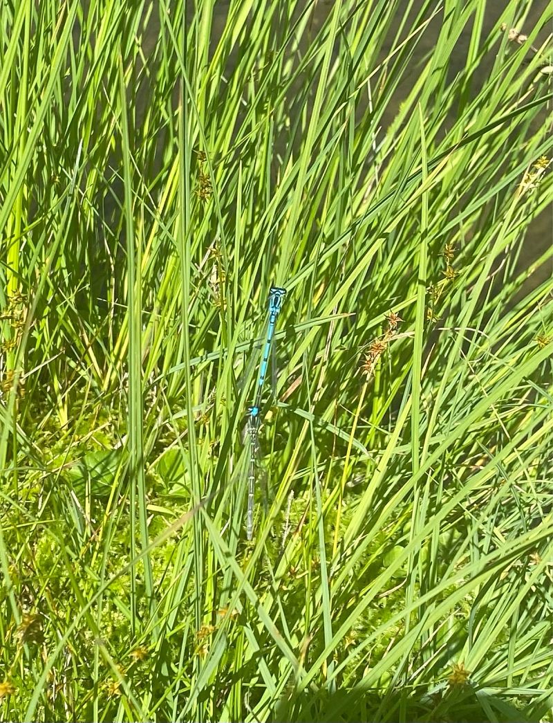 Coenagrion puella  - Massimo Pettavino