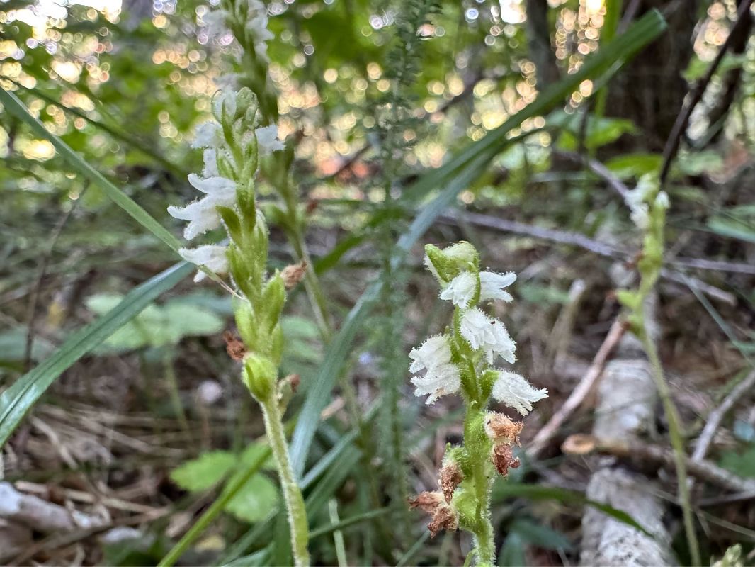 Goodyera repens  - Philippe Lejamble
