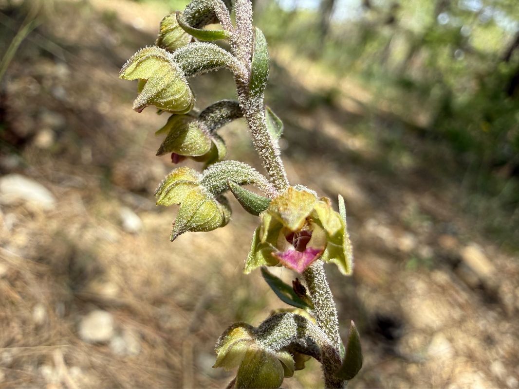Epipactis kleinii  - Pep Sole