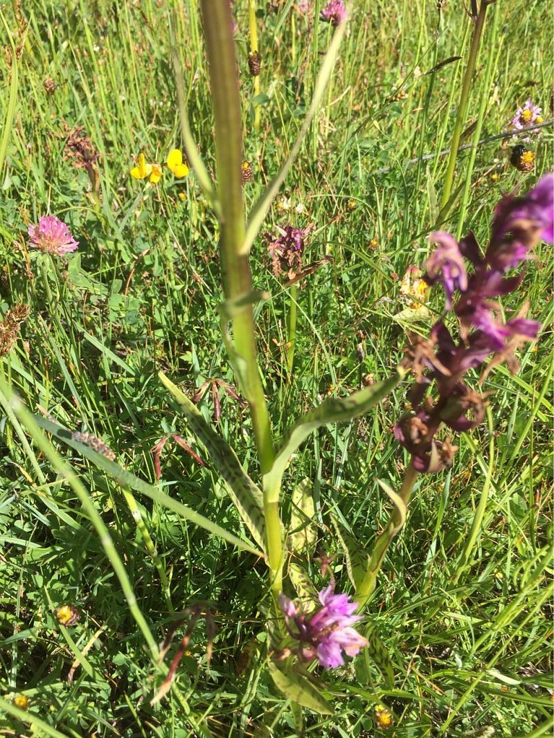 Dactylorhiza majalis  - Olivier Boivineau