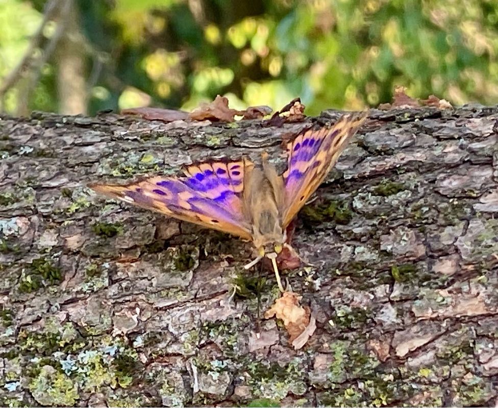 Apatura ilia  - Maria Rita Gelso