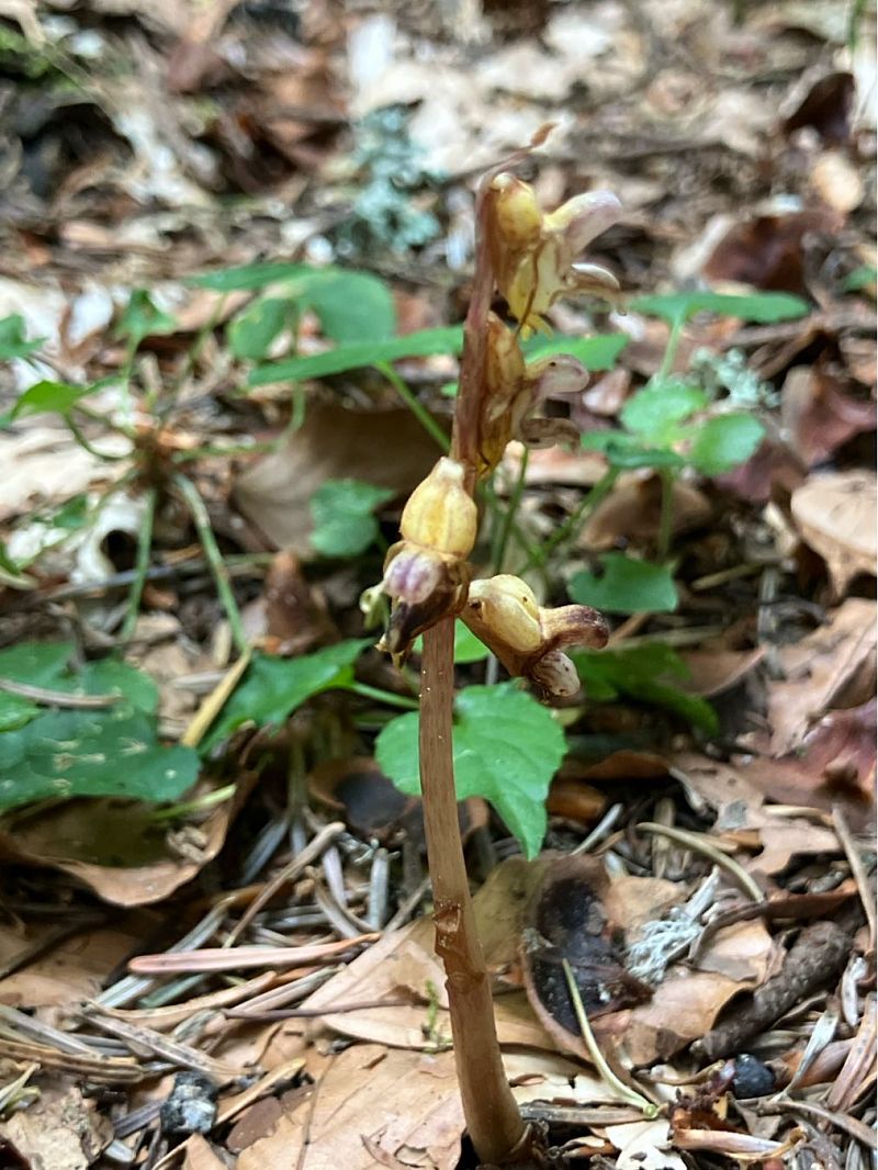 Epipogium aphyllum  - Florent de Gasperis