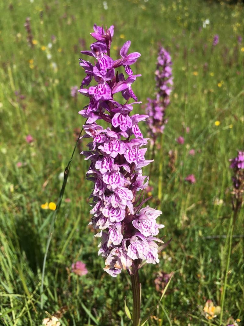 Dactylorhiza majalis  - Olivier Boivineau