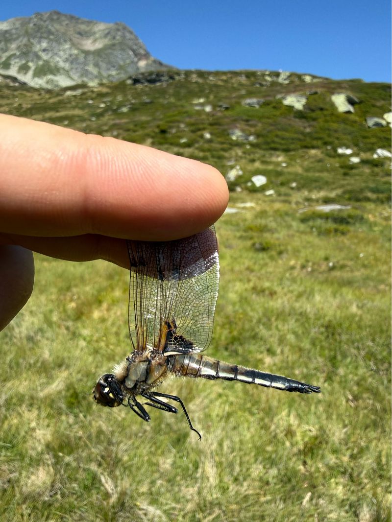 Libellula quadrimaculata  - Andrea Galimberti