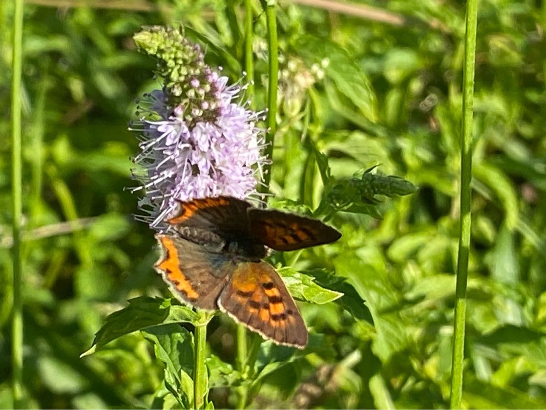 Lycaena phlaeas  - Maria Rita Gelso