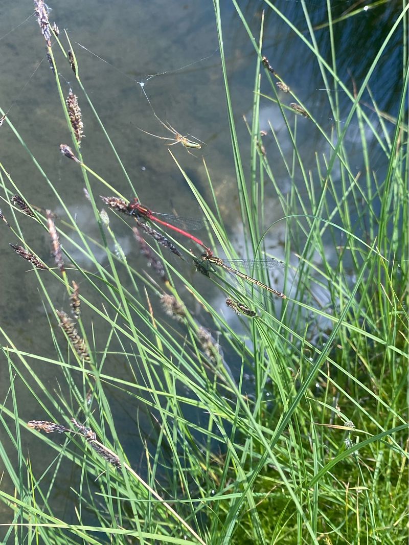 Pyrrhosoma nymphula  - Massimo Pettavino