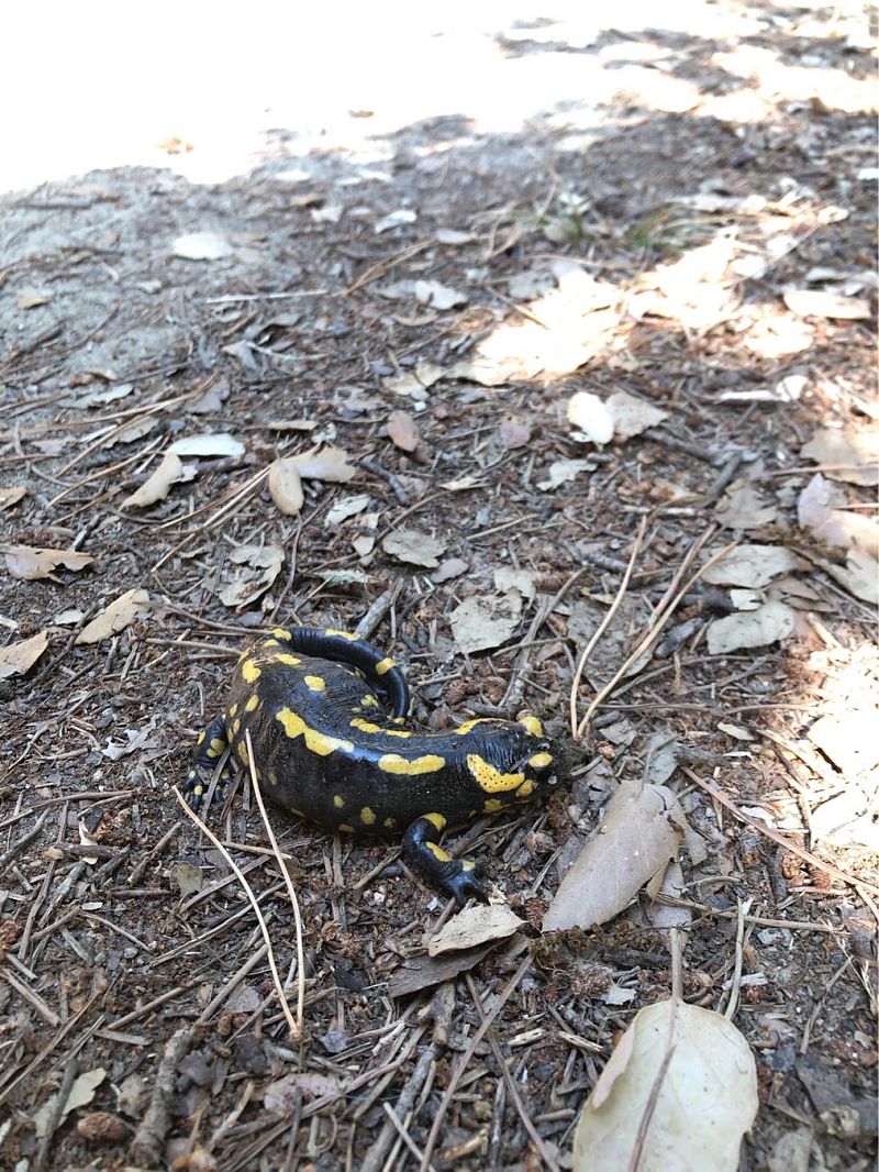 Salamandra comuna  - Raúl Domínguez Tur