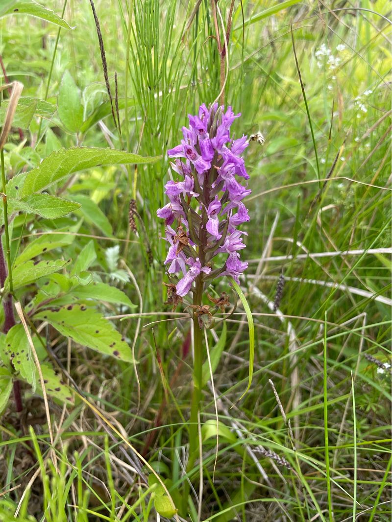 Dactylorhiza praetermissa  - Arthur Léonard