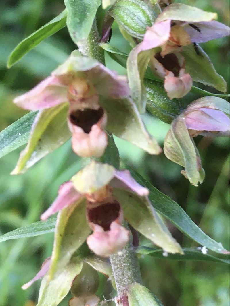 Epipactis helleborine  - Olivier Boivineau