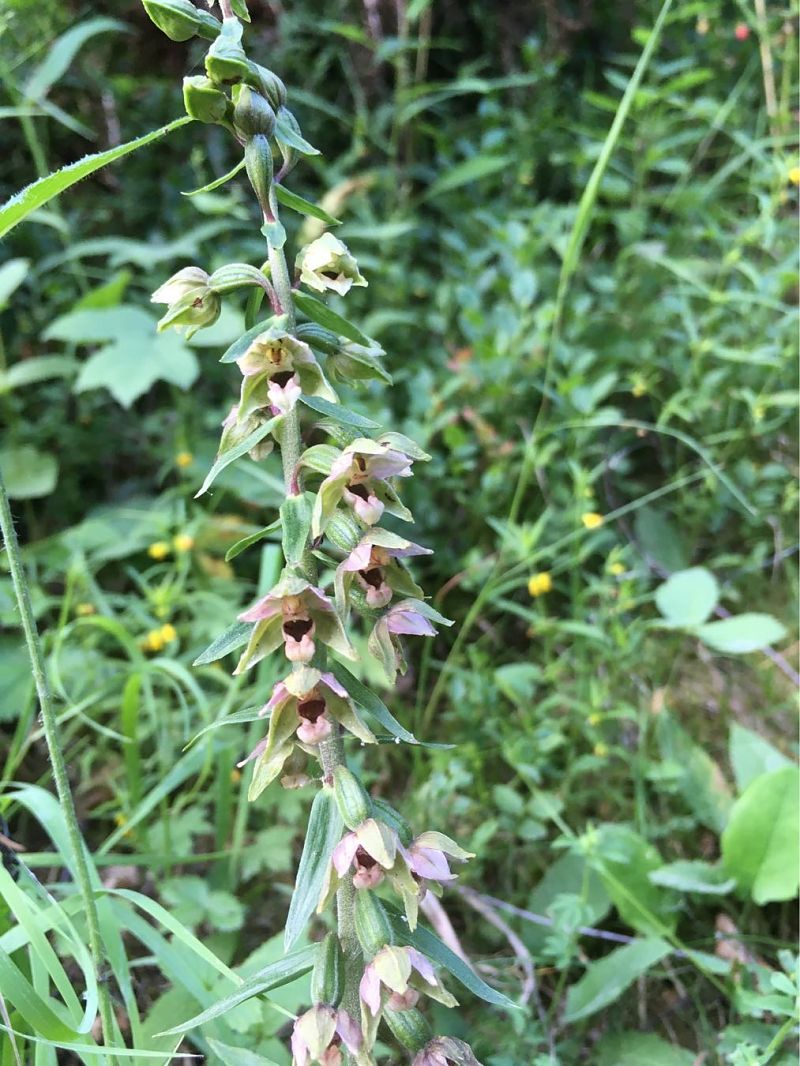 Epipactis helleborine  - Olivier Boivineau