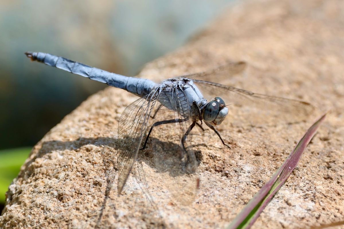 Orthetrum brunneum  - Andrea Galimberti