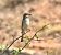 Red-backed Shrike (Lanius collurio) © Ramon Prat Espelt