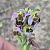 Ophrys apifera © David Guixé