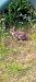 Silvilago (Sylvilagus floridanus) © Lucia Pompilio