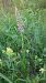 Gymnadenia conopsea (Orchis moucheron) © Pernot Jean-Claude