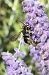 Anthidium florentinum © Mirko Tomasi