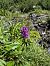 Dactylorhiza elata (Orchis élevé) © auteur non diffusé