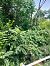 Ailanthus altissima © Andrea Desio (FVG)