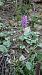 Dactylorhiza fuchsii (Orchis de Fuchs) © Pernot Jean-Claude