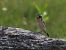 Stiaccino (Saxicola rubetra) © Marco Farina