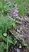 Gymnadenia conopsea (Orchis moucheron) © Pernot Jean-Claude