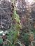 Epipactis fageticola  - Emmanuel Cosson