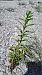 Solidago canadensis  - Niko Borghese (FVG)