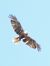 Falco di palude (Circus aeruginosus) © Massimo Tassinari