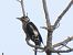 Picot garser gros (Dendrocopos major) © Joan Pessarrodona
