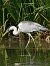 Bernat pescaire (Ardea cinerea) © Jose Molis