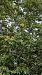 Ailanthus altissima © Paolo Del Mestre (FVG)