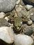 Rana esculenta o Rana di Lessona (Pelophylax kl. esculentus / lessonae) © Sara Stella (FVG)