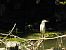 Nitticora (Nycticorax nycticorax) © Mario Paloni