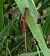 Sympetrum pedemontanum © Andrea Verdelli