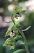 Epipactis rhodanensis 